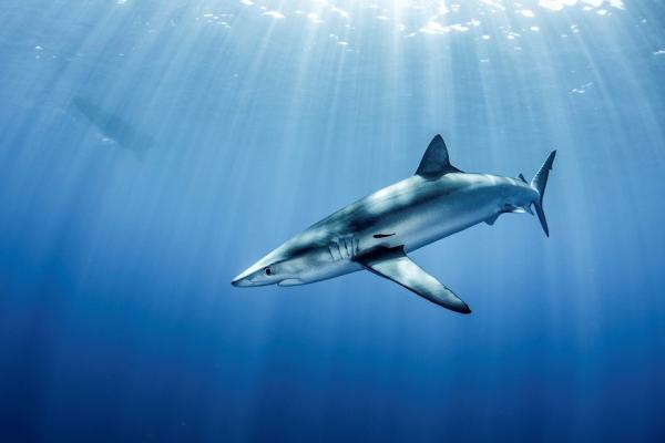 Blue shark NunoVascoRodrigues 8262 flipped 0