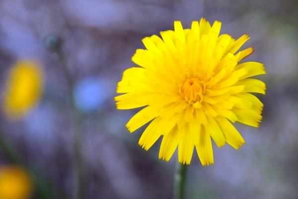 Dandelion crop
