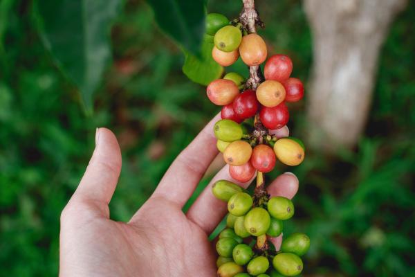 coffeeplant