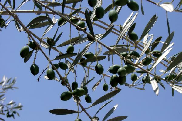 olive branch