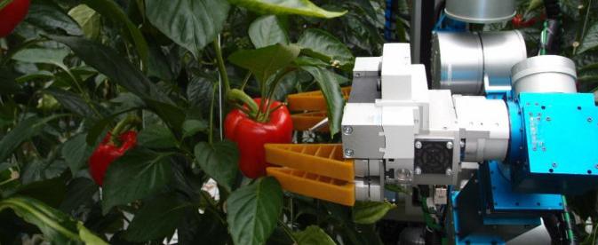 CROPS20robot pepper1