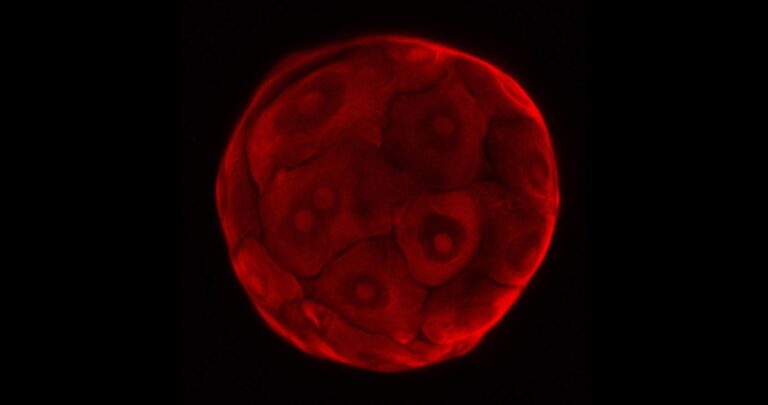 Organoid1 768x405