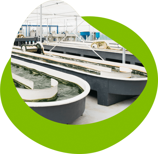 neoalgae vision baneras cabecera1