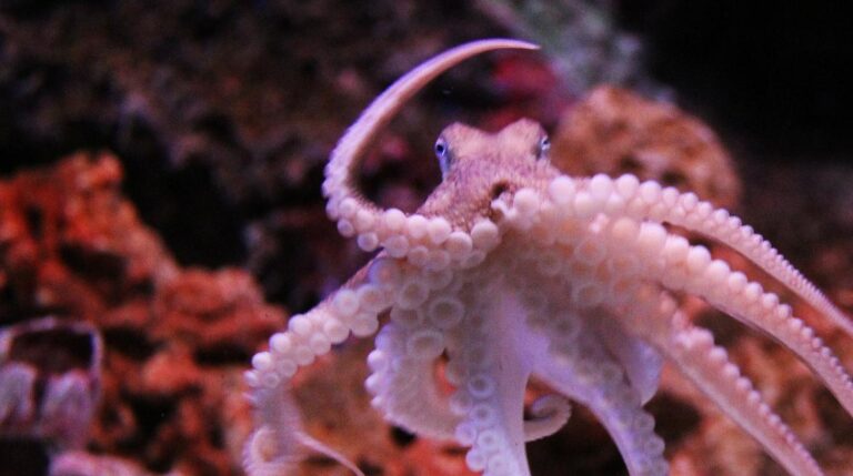 octopus20pointing1 768x429